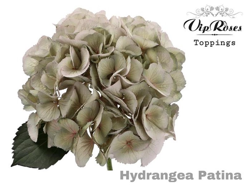 Hortenzija M Pampas 60 Cm c2185