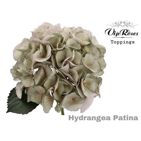 Hortenzija M Pampas 60 Cm c2185