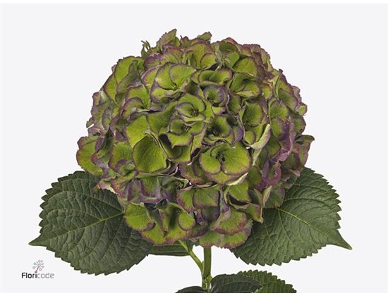 Hortenzija M Royal Palace Classic c2198