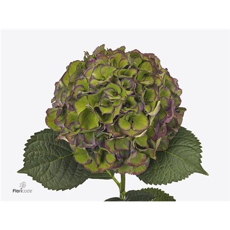 Hortenzija M Royal Palace Classic c2199