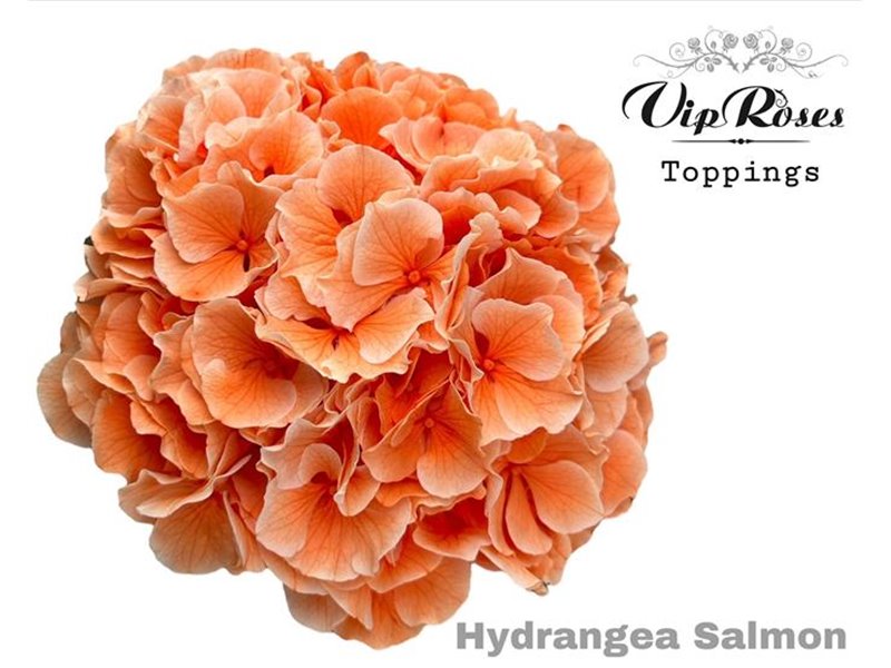 Hortenzija M Salmon L 60 Cm c2201