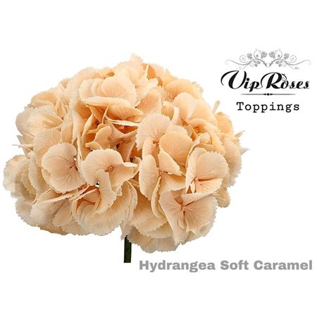 Hortenzija M Soft Caramel 60 Cm c2208