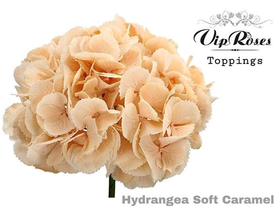 Hortenzija M Soft Caramel 60 Cm c2209