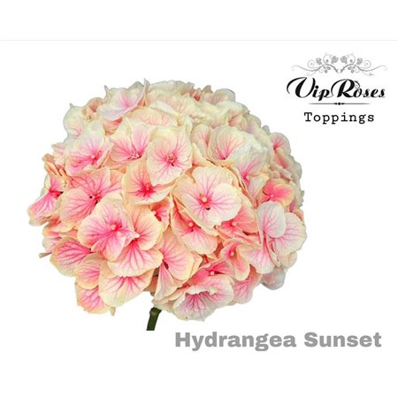 Hortenzija M Soft Caramel 60 Cm c2211