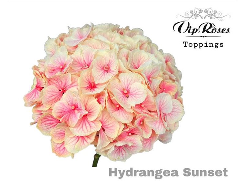 Hortenzija M Sunset 60 Cm c2212