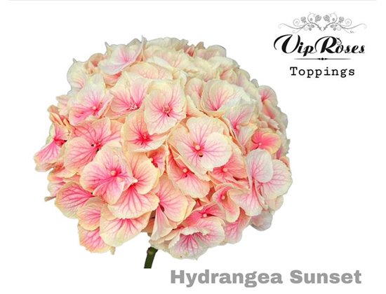 Hortenzija M Sunset 60 Cm c2213