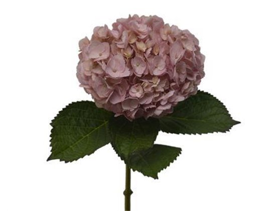 Hortenzija Various Light Pink Premium (absorbed) c2214