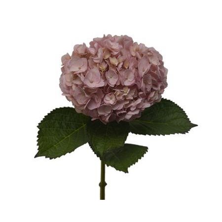 Hortenzija Various Light Pink Premium (absorbed) c2214