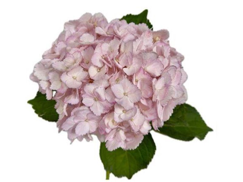 Hortenzija Various Light Pink Super Premium c2215