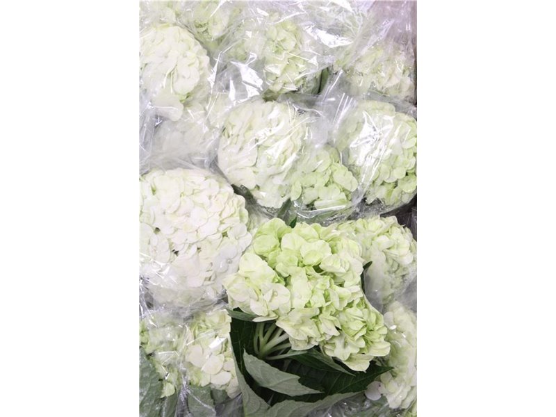 Hortenzija White c2220