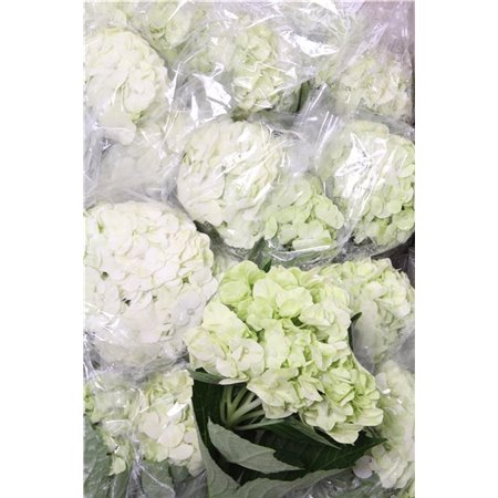 Hortenzija White c2220