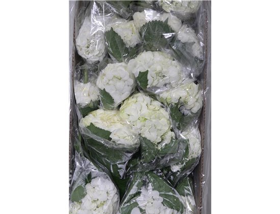 Hortenzija White c2221