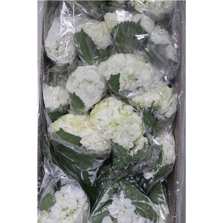 Hortenzija White c2221