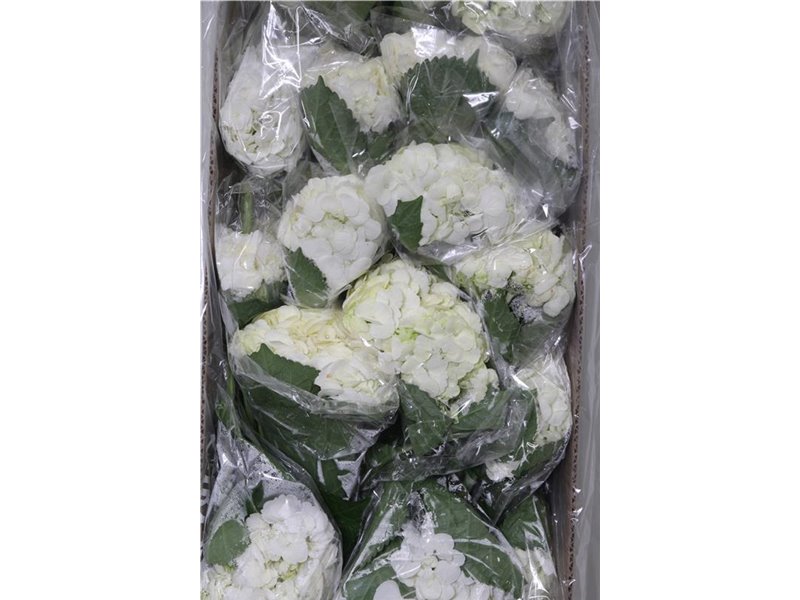 Hortenzija White c2222