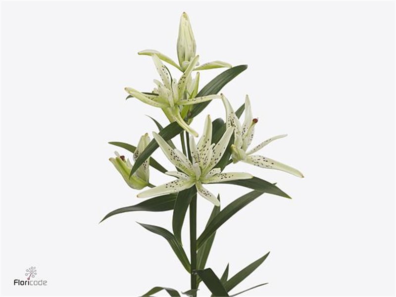 Lilija Longi x Aziatic Aqua Must See Orange c2340