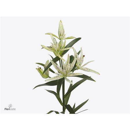 Lilija Longi x Aziatic Aqua Must See Orange c2340
