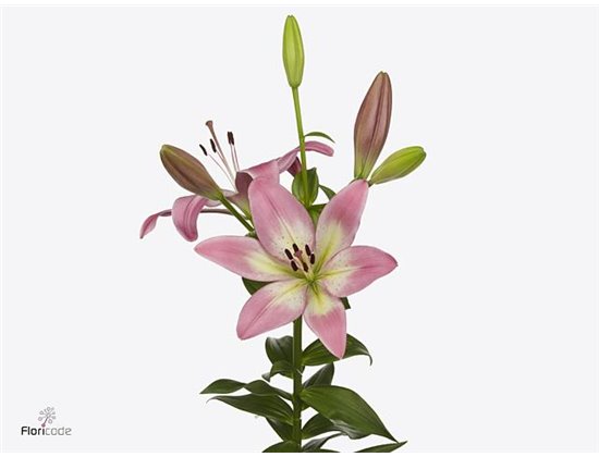 Lilija Longi x Aziatic Aqua Pink Madness c2345