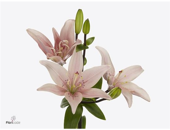Lilija Longi x Aziatic Aqua Twinlife Pink c2350