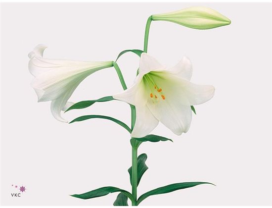 Lilija Longiflorum Aqua White Heaven 2 Flower c2356