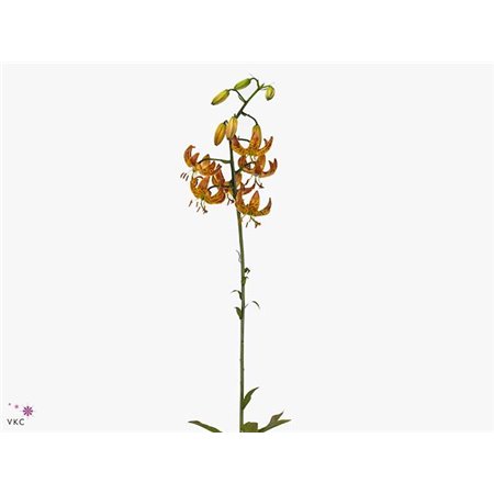 Lilija Martagon Aqua Sunny Morning c2358