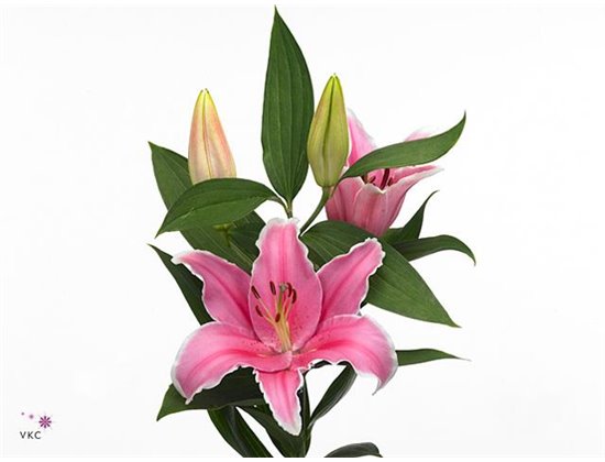 Lilija Oriental Aqua Marlon c2364