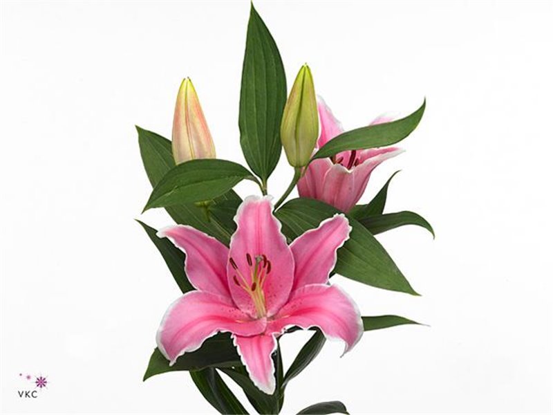Lilija Oriental Aqua Marlon c2364