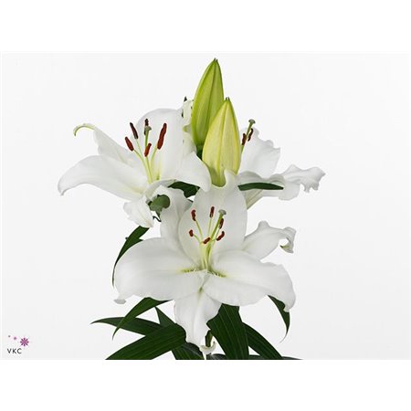 Lilija Oriental Aqua Marlon c2366