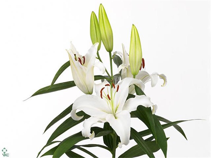 Lilija Oriental Aqua Universe c2368