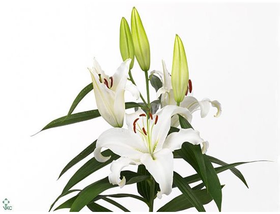 Lilija Oriental Aqua Universe c2369