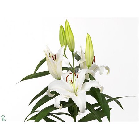 Lilija Oriental Aqua Universe c2369