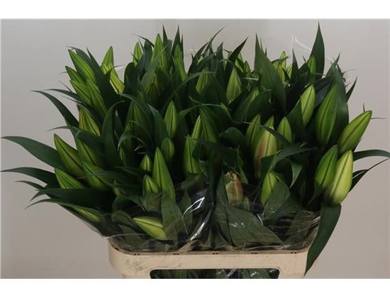 Lilija Oriental Aqua Various Yellow c2370