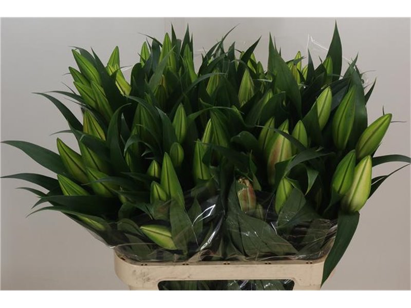 Lilija Oriental Aqua Various Yellow c2370