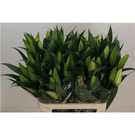 Lilija Oriental Aqua Various Yellow c2370