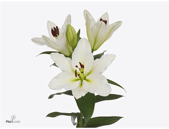 Lilija Oriental Aqua Vestaro c2371