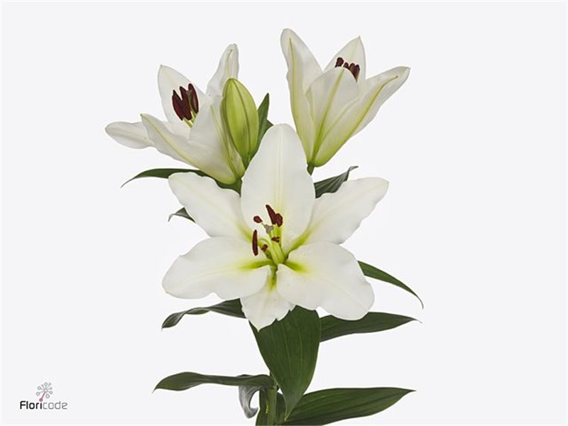 Lilija Oriental Aqua Vestaro c2371