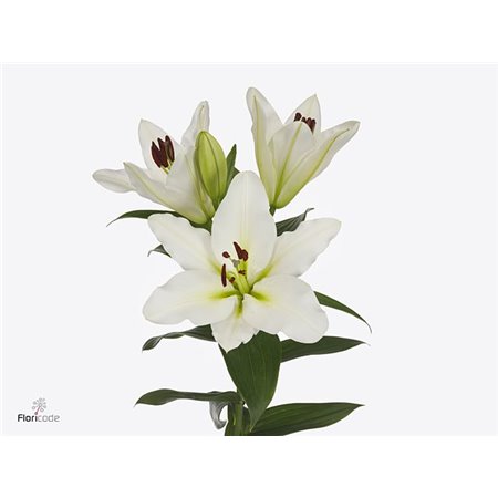 Lilija Oriental Aqua Vestaro c2371