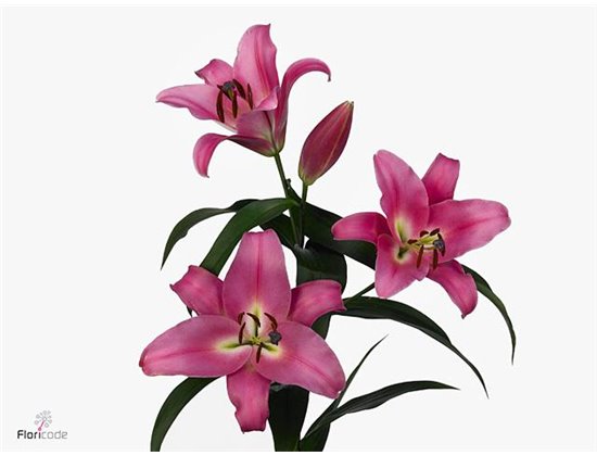 Lilija Oriental Aqua X Tr Profundo c2372