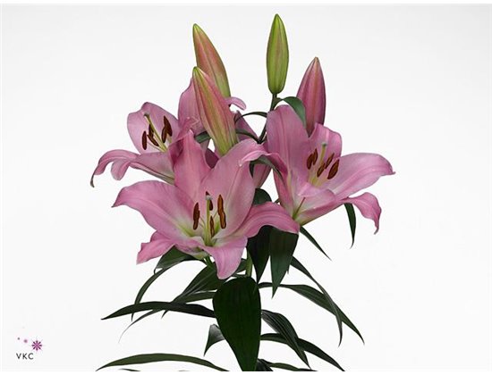 Lilija Oriental Aqua X Tr Tabledance c2373