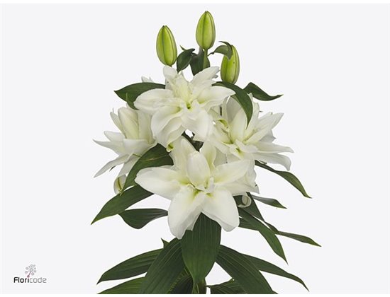 Lilija Oriental Du Aqua Chardonnay c2374