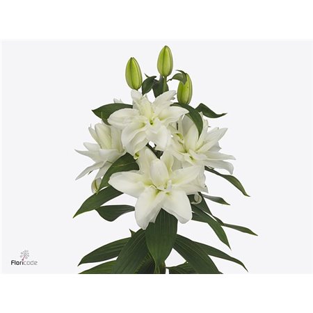 Lilija Oriental Du Aqua Chardonnay c2374