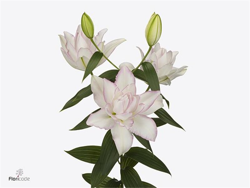 Lilija Oriental Du Aqua Rl Anouska c2375