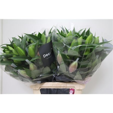 Lilija Oriental Du Aqua Rl Manouska c2378