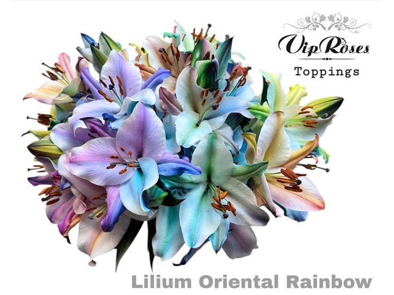 Lilija Oriental Rainbow c2379