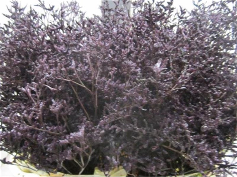Limonium Dyed Skylight Soft Pink c2391