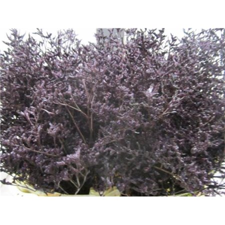 Limonium Dyed Skylight Soft Pink c2391
