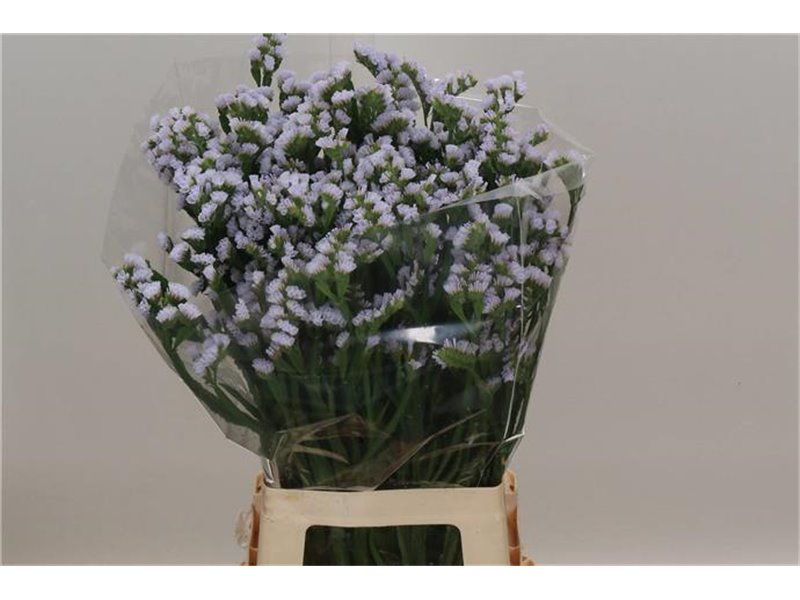 Limonium S Hollands Silky Wings c2426