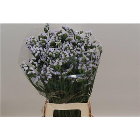 Limonium S Hollands Silky Wings c2426