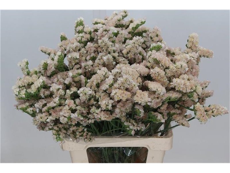 Limonium S. Apricot c2432