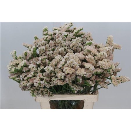 Limonium S. Apricot c2432