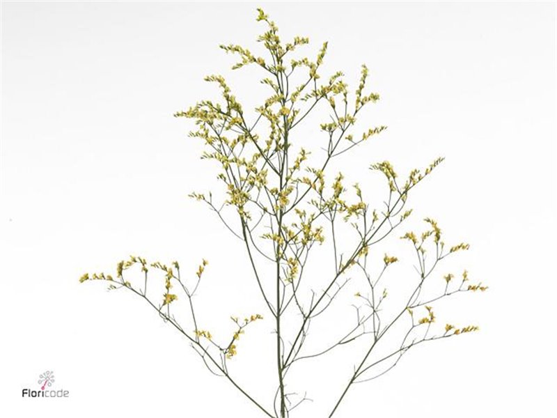 Limonium Sin China Summer c2449